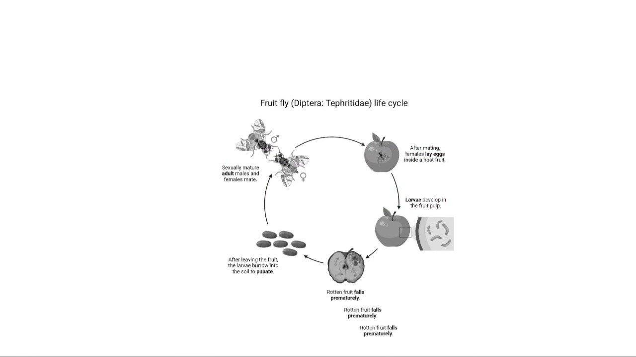 Fruit fly trap and lure