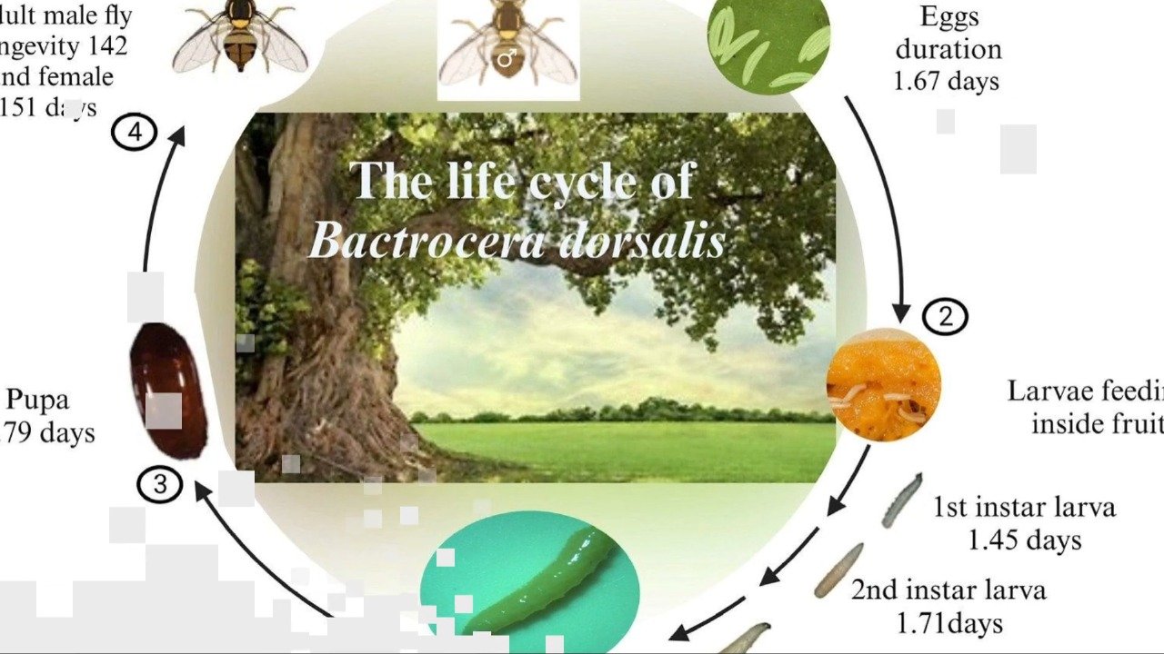 melon lure with fly trap