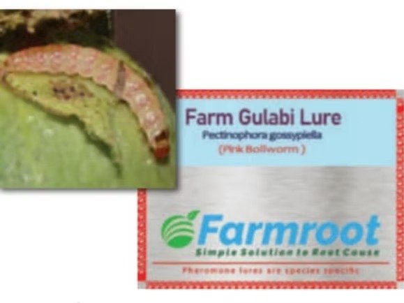 Farm Gulabi Lure