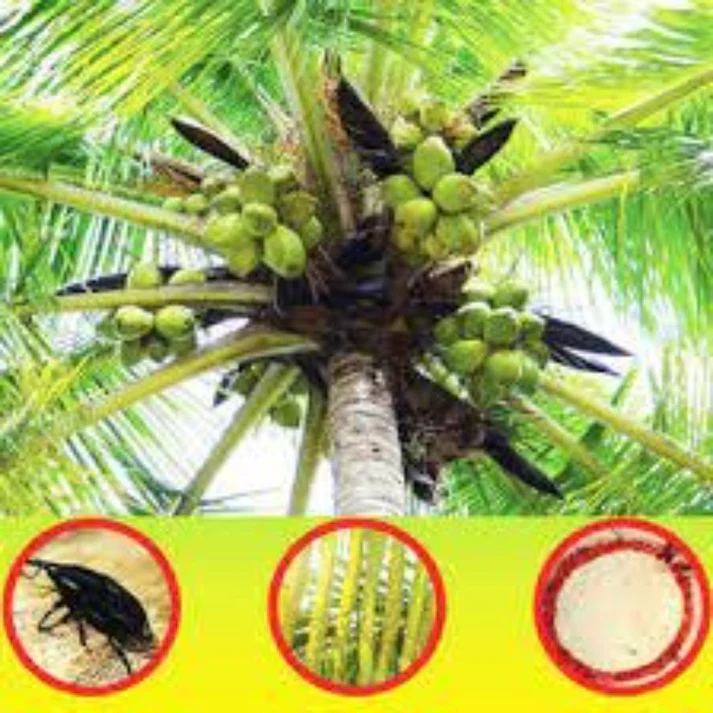 FARM RPW LURE + BucketTrap