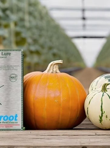 melon lure with fly trap