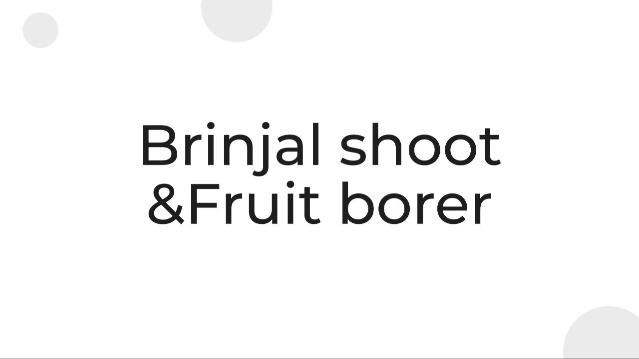 Farm Leucinode (Brinjal)Lure