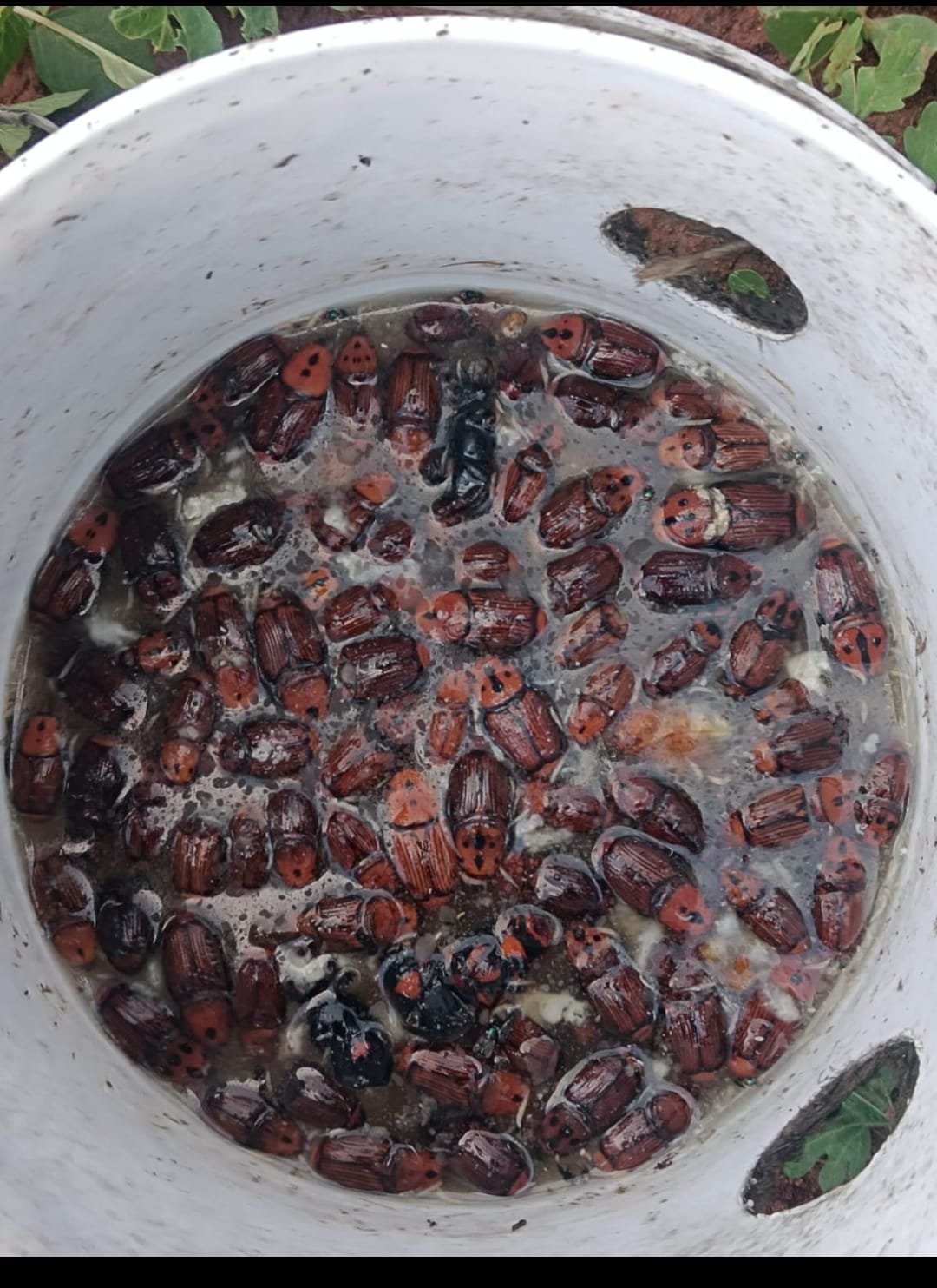 Farm RPW(Red palm weevil) Lure