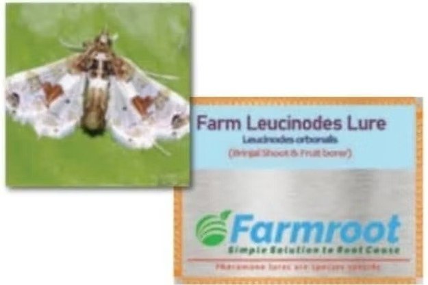 Farm Leucinode (Brinjal)Lure