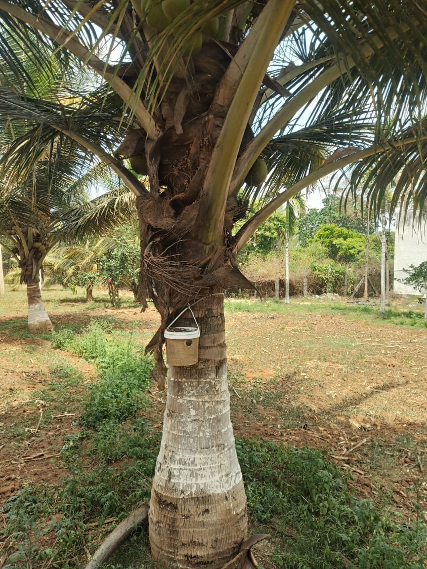 Farm RPW(Red palm weevil) Lure