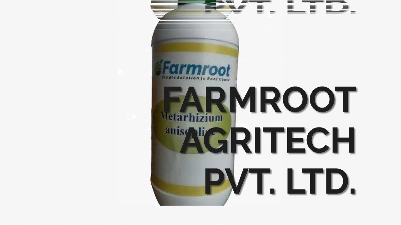 Farm Metarhizium anisopliae