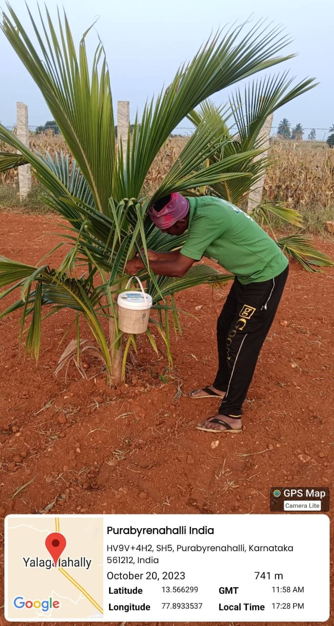 Farm RPW(Red palm weevil) Lure