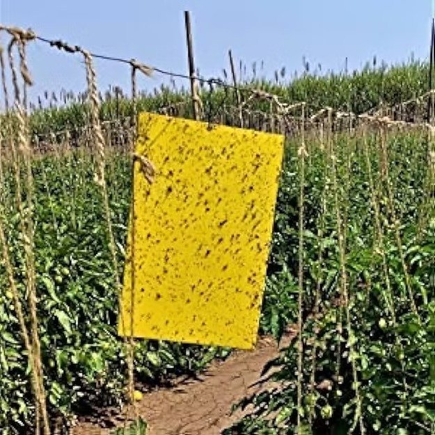 Farm Yellow Sticky Trap